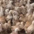 صوص بلدي