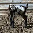 2 تيوس هندية بيور