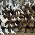 حمام فرنسي   سلقر