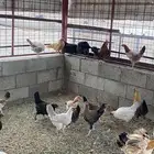 دجاج بلدي وفيومي بياض