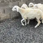 خرفان حريات