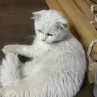 بسة للتبني عمره 8 شهور