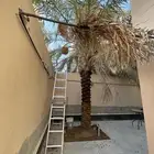 مجانا  نخلة طولها 3 م وزيادة روثانة