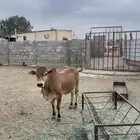 حسيل للبيع