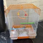 عصافير زينه للبيع