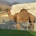 بعير احمر بقمار انتاجه حمر شرط