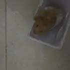 هامستر حيوان الليف