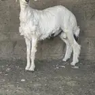 طلي للبيع