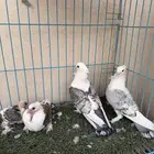 جوز حب رمان بفروخة