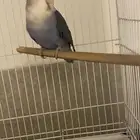 طير روز أليف