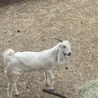 خبشه