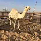 للبيع القعود الباتلي