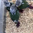 فروخ كنيور (((غر)))