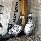 تيدي سخي