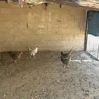 دجاج 24