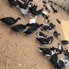 للبيع بط بح
