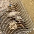 دجاج بلدي العمر سبعه شهور صحته شرط