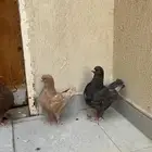 حمام كنق