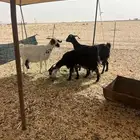 معزا ولد 3