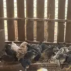 صوص دجاج محصن نظيف الموقع الحناكيه