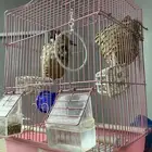 عصافير للبيع مع اغراضه