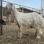 فحل عيسي