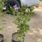 مشتل اشجار جملة