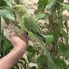 طير درة للبيع