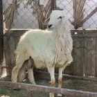 طلي للبيع