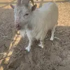 تيس قزم للبيع