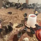 صوص فيومي مشكل المنيوم. وشبابي