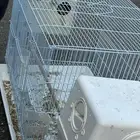 كنيور وروز جوز بينزل البيض واضح البيض والبينو تحته بيض