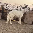 مشروع فحل صنف