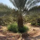 100 نخلة جثايث 2-3 متر