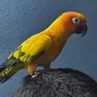 صن كنيور أليف الشامسي