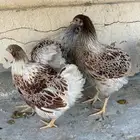 دجاج وايندوت سبلاش فاخر للبيع