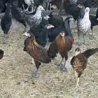دجاج بلدي