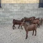 تيوس بلديه