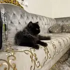 قطوه
