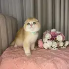 قطط سكوتش تربل فولد للبيع