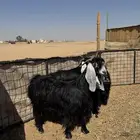 معزا عوارض صنف