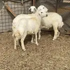 طليان ورخال حريه شحم ولحم ونظافه