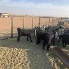 معزا عوارض فاخرات صنف الصنف( تم البيع )