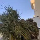 سكري حمرا خلاص