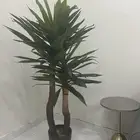 شجره