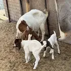 عنز بورقوت تحتها اثنين تيوس دم صافي