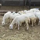 ضأن للبيع عدد 35 وتحتها 12مع فحلها