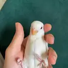 فرخ روز عمر شهرين أبيض أليف وهدهد بحالة ممتازة مع ملحقاته