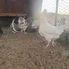 دجاج فرنسي شرط بياض