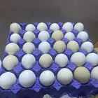 بيض دجاج براهما